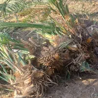 پاجوش (جنگ)مضافتی کنده آماده رسیده تضمینی|گل و گیاه طبیعی|ریگان, |دیوار