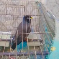 مرغ مینا و عروس هلندی|پرنده|گرگان, |دیوار