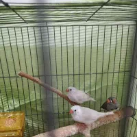 فنچ|پرنده|تهران, شکوفه|دیوار