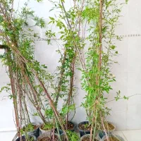 نهال ابشارطلایی گل رز گل اطلسی شمعدونی