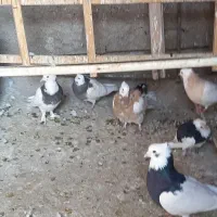 کبوتر طوقی ۲۰۰