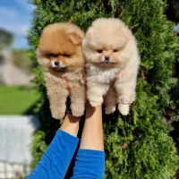 پامرانین خرسی واقعی