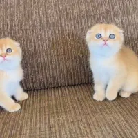 اسکاتیش های فولد گلد|گربه|شیراز, فرهنگ شهر|دیوار