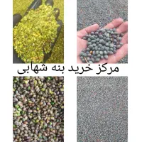 فروش مغزبنه به صورت عمده وخریداربنه