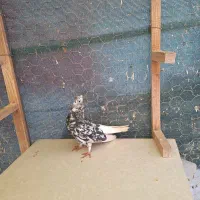 کبوتر رنگی . طوقی . دمسفید