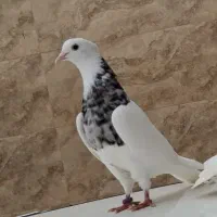 کبوتر|پرنده|خرمشهر, |دیوار