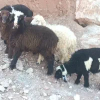 بره ۴ نر یک ماده