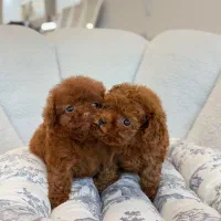 توله سگ توی پودل رد سایز تاینی|سگ|تهران, وردآورد|دیوار