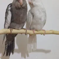 جوجه عروس هلندی