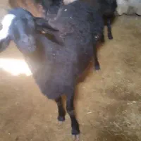 گوسفند هترو