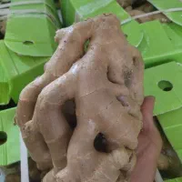 بزرگ ترین پخش زنجبیل هندی در شیراز