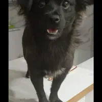 واگذاری سگ پاپی|سگ|فولادشهر, مسکن مهر فولادشهر|دیوار