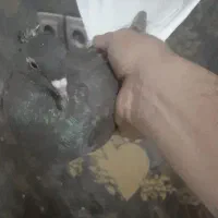 قهوی دم سفید جوون 15پردم|پرنده|اهواز, کوی مندلی(سه راه خرمشهر)|دیوار