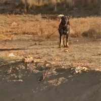 دزدیده شده در شهرستان نیر