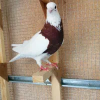 کبوتر طوقی سرخ  سینه تافته ای. 6 عدد. دونه ای 600