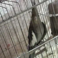 عروس هلندی|پرنده|سیرجان, |دیوار