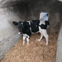 سه راس گوساله نر آمریکایی