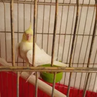 عروس هلندی جوجه