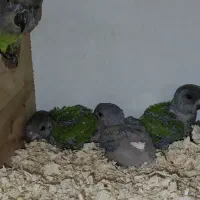 طوطی سنگال|پرنده|ری, جوانمرد قصاب|دیوار