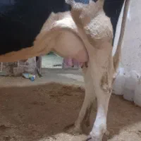 گاو شیری|حیوانات مزرعه|دینور, |دیوار