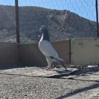 کفتر سبز بی‌خط  اصل