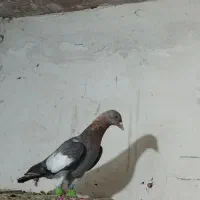 کبوتر ماده سرک