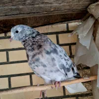 ماده سرور دم سفید