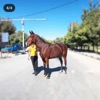 اسب ، مادیان ورزشی دو خون