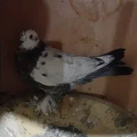 کبوتر گوی گویروخ