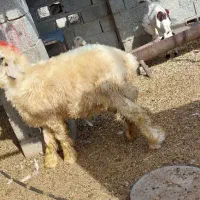 بره شیرازی بختیاری مچ قلم دار پوز عقابی|حیوانات مزرعه|منوجان, |دیوار