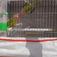 کوتوله برزیلی|پرنده|زرقان, |دیوار