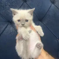 گربه سیامی و اسکاتیش|گربه|بندرعباس, |دیوار