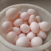 تخم کفتر تازه