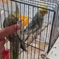 مولد با ۳ جوجه