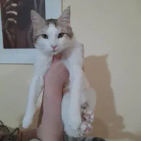 واگذاری گربه نر dsh