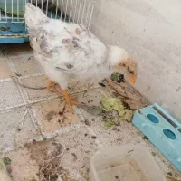 جوجه