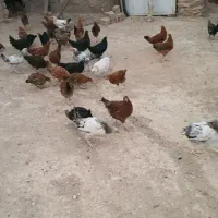 جوجه|حیوانات مزرعه|هرسین, |دیوار