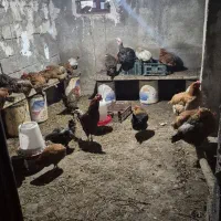 مرغ و خروس