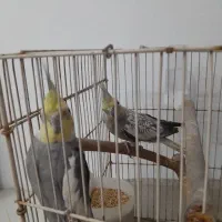 یک جفت عروس هلندی نر و ماده