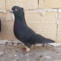 دن«با+ل نر دمسفید میزون