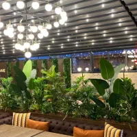 آلوکازیا دو تنه قد ۲.۲۰