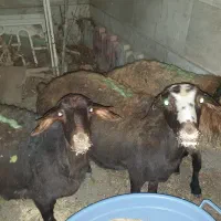 ۳ تا کاوور ابستن شکم اول و قوچ و بره نر