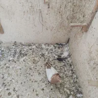 کفتر ماده