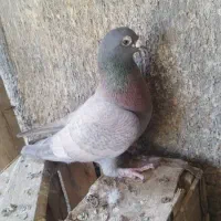 کبوتر|پرنده|زرین دشت (فارس), |دیوار