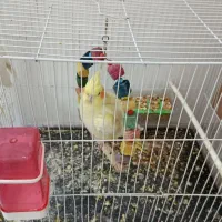 عروس هلندی