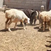 شیشک و میش