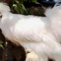 مرغ ابریشمی کرچ شو