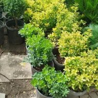*خدمات باغبانی وهرس کاری وتعویض خاک وکود گلدون*|خدمات باغبانی و درختکاری|تهران, فاطمی|دیوار