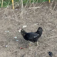 خروس ۶۰۰|حیوانات مزرعه|بندر انزلی, بشمن|دیوار