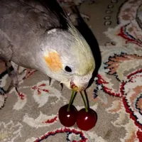 پرنده گمشده